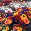 fiori